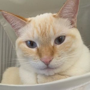 Meet your Posher, Emma